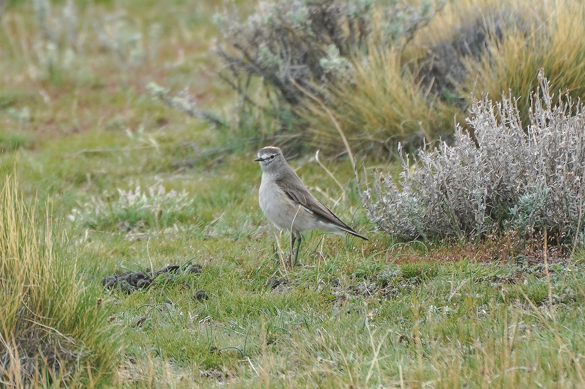 Ochre-naped Ground-Tyrant - ML645686267