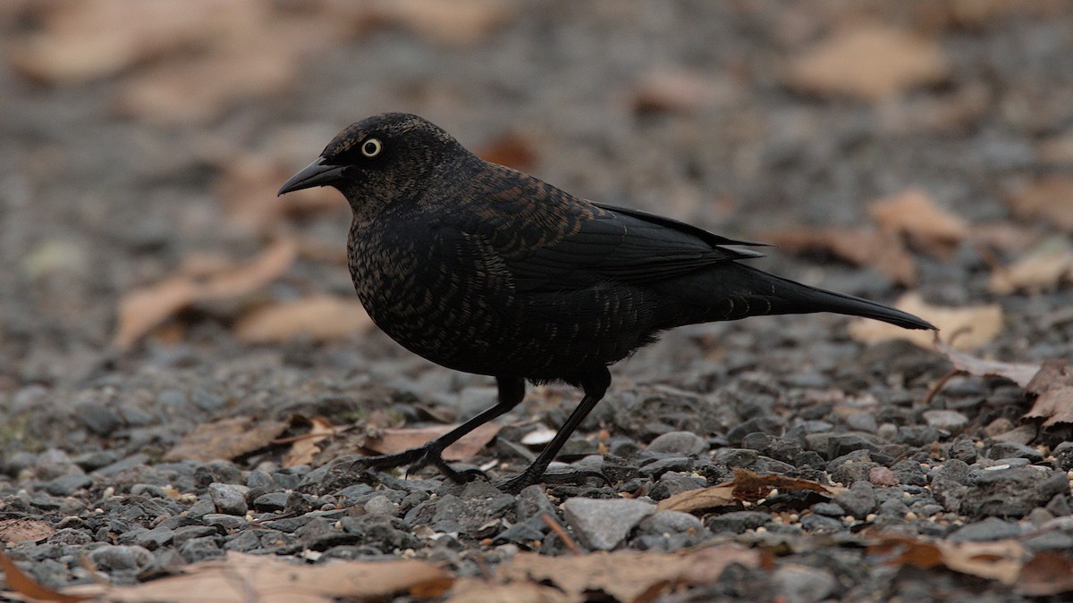 Трупіалець північний - ML645686268