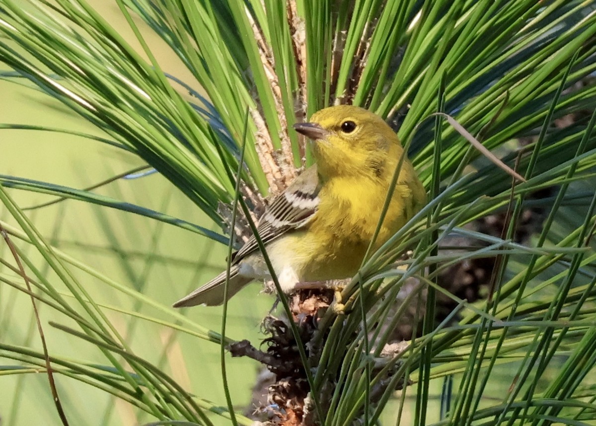 Pine Warbler - ML645686274