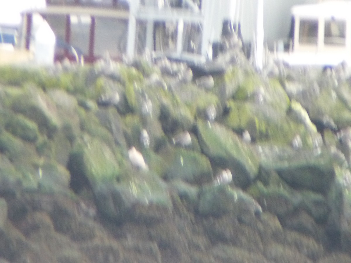 Heermann's Gull - ML645686282