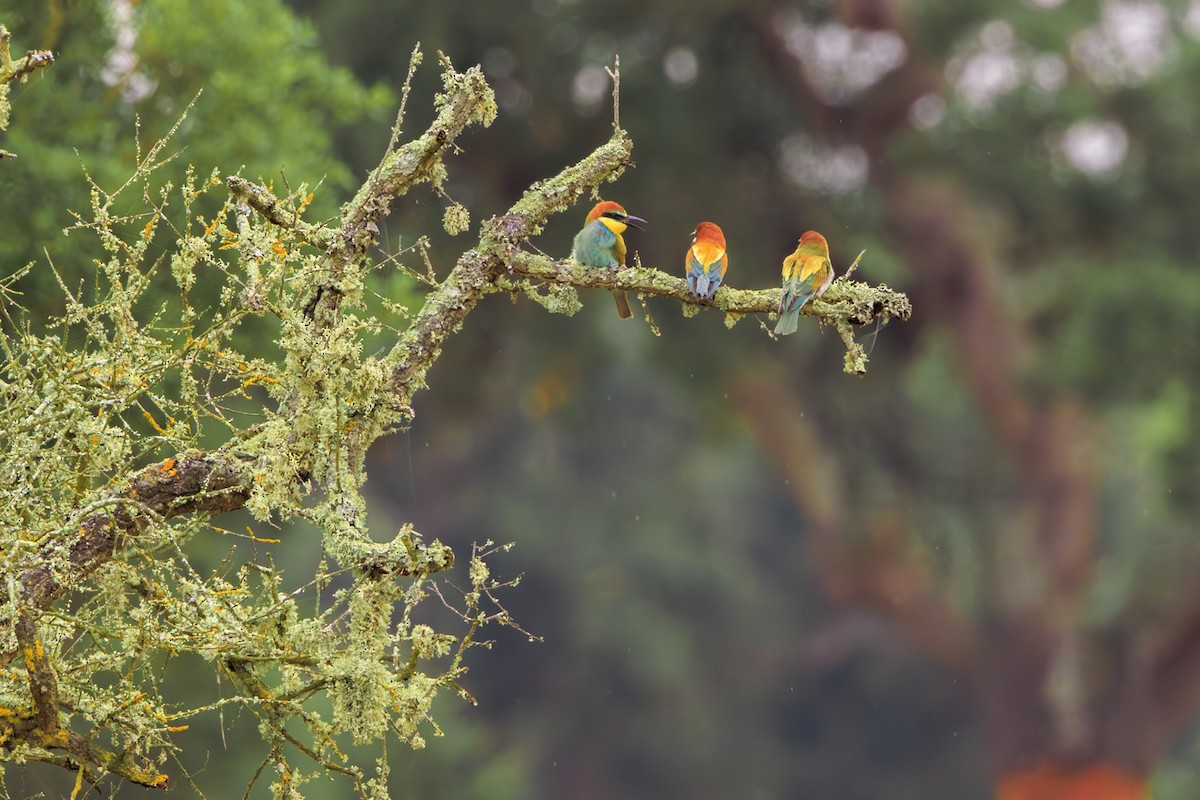 Gruccione - ML645686283