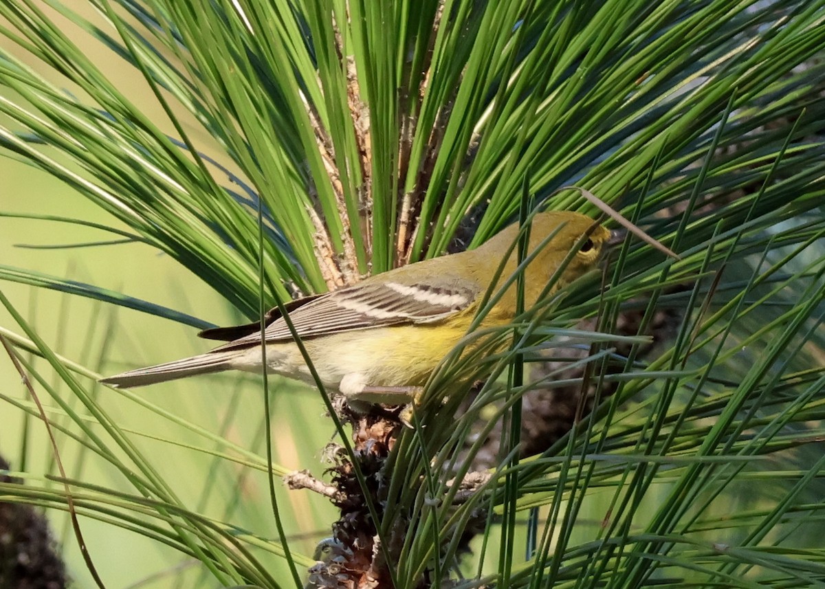 Pine Warbler - ML645686284