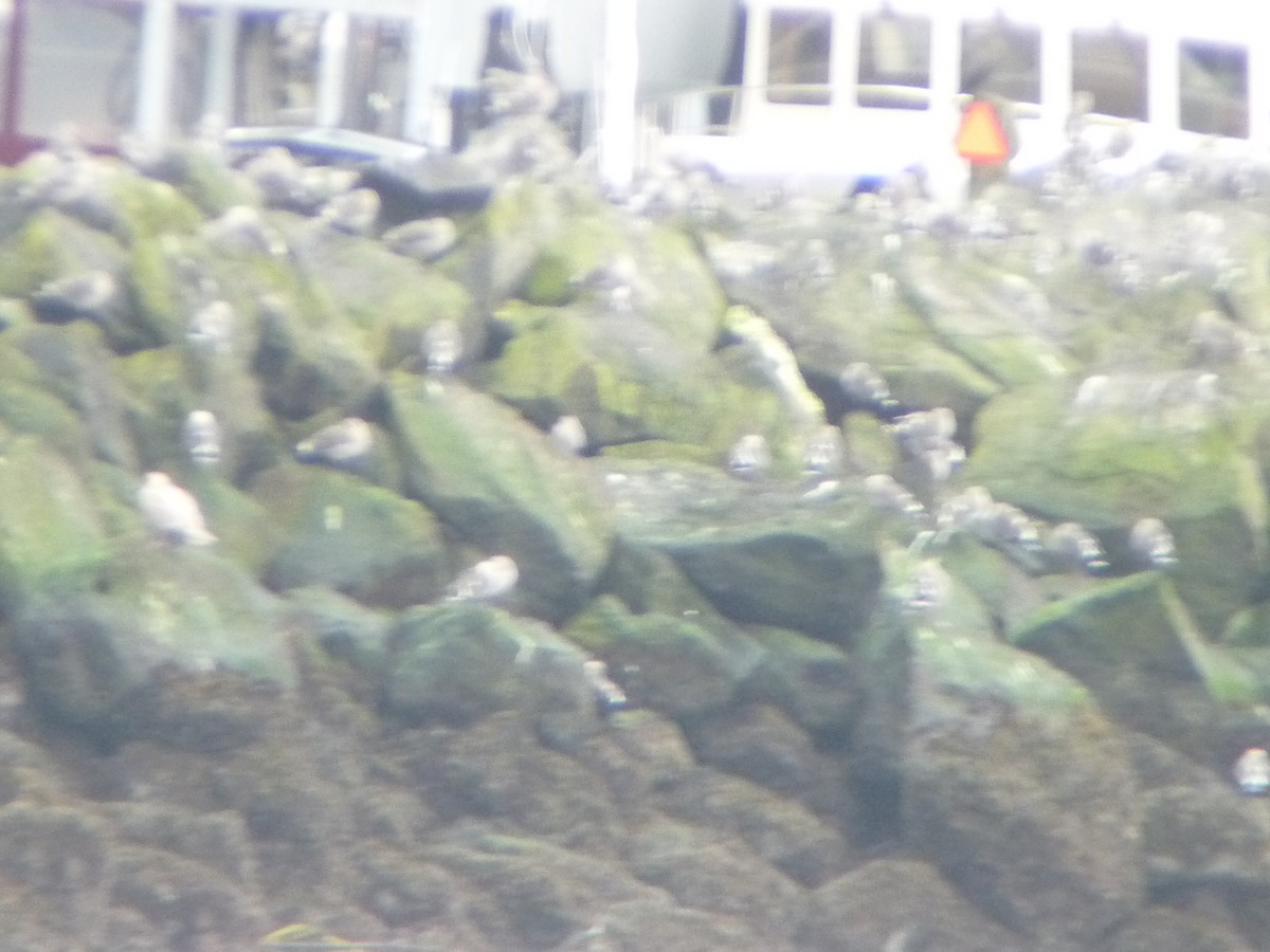 Heermann's Gull - ML645686288