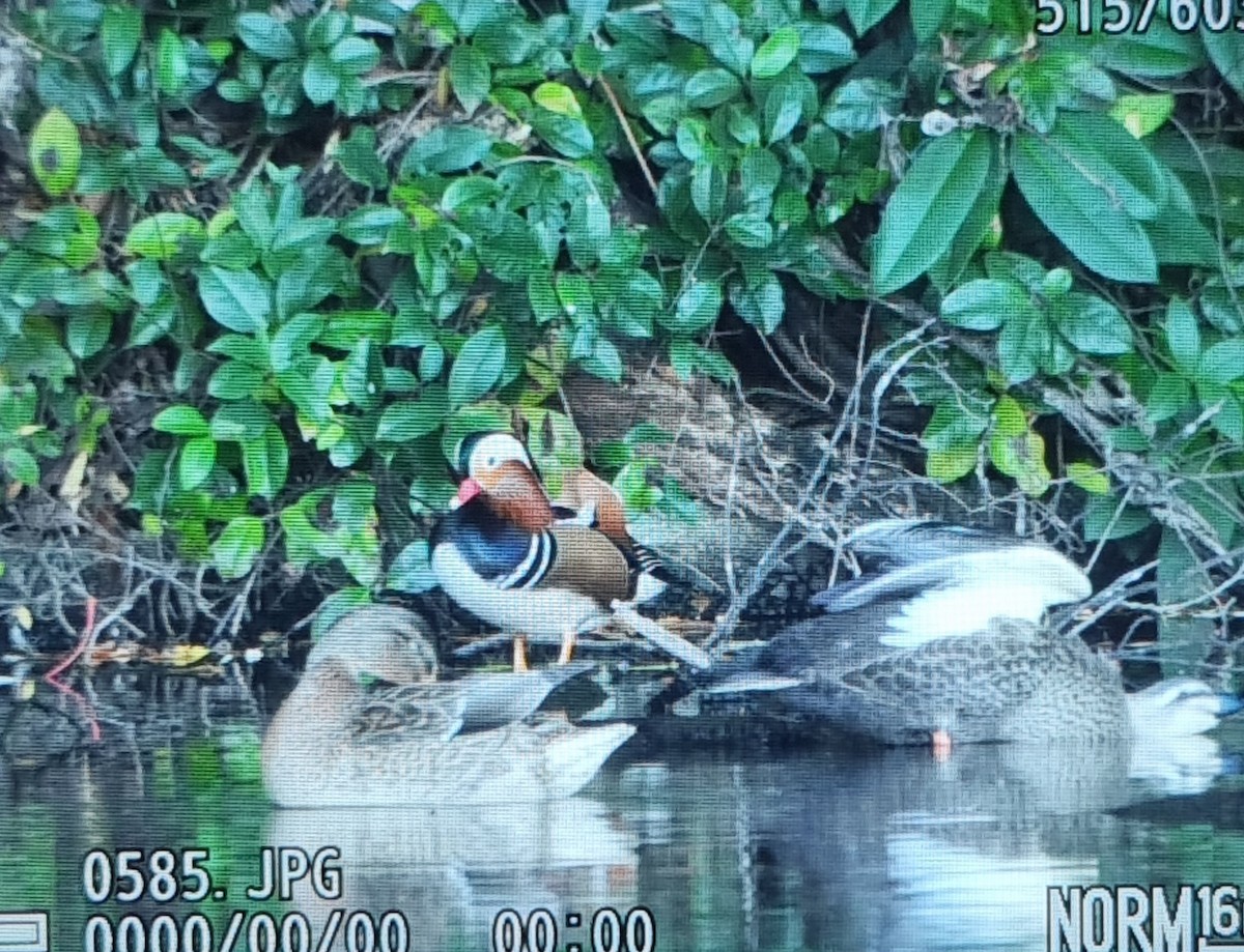 Мандаринка - ML645686289