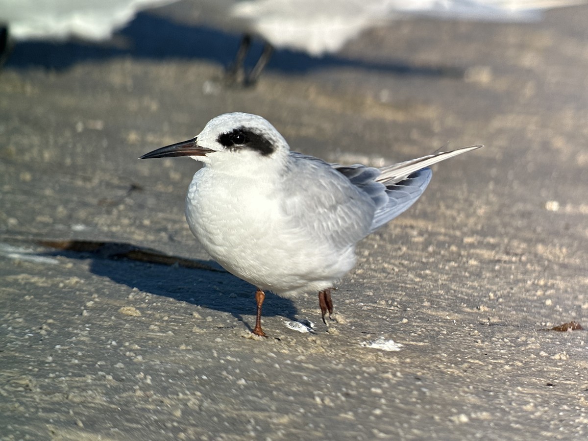 Forster's Tern - ML645686290