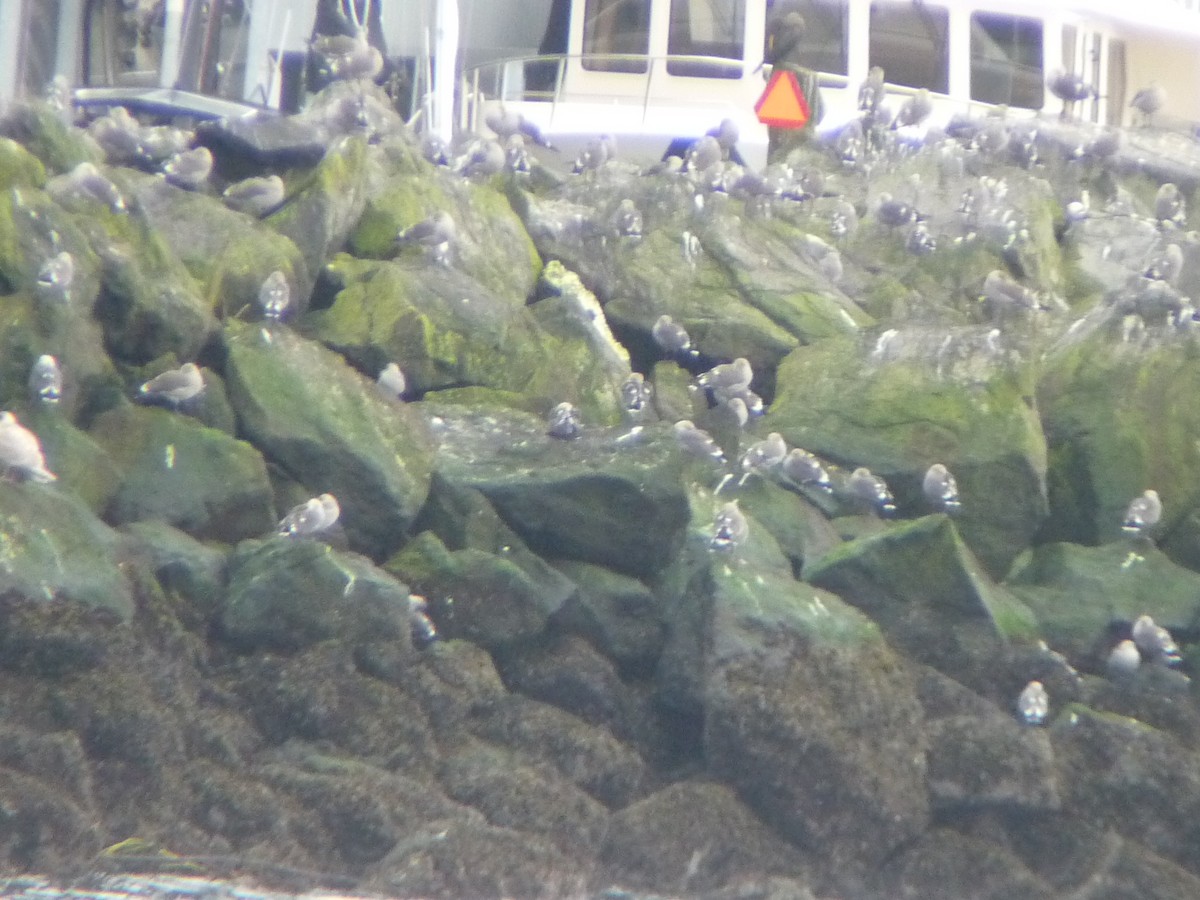 Heermann's Gull - ML645686292