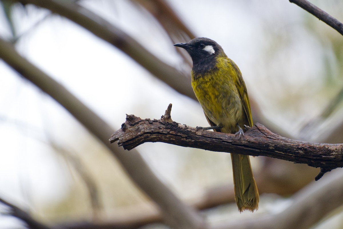 medosavka šedokorunkatá - ML645686293