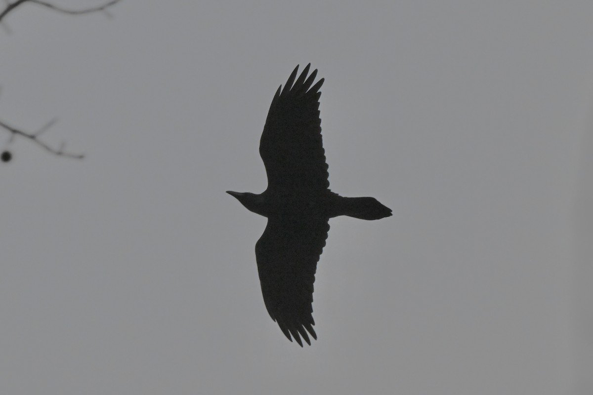 Erroi handia - ML645686294