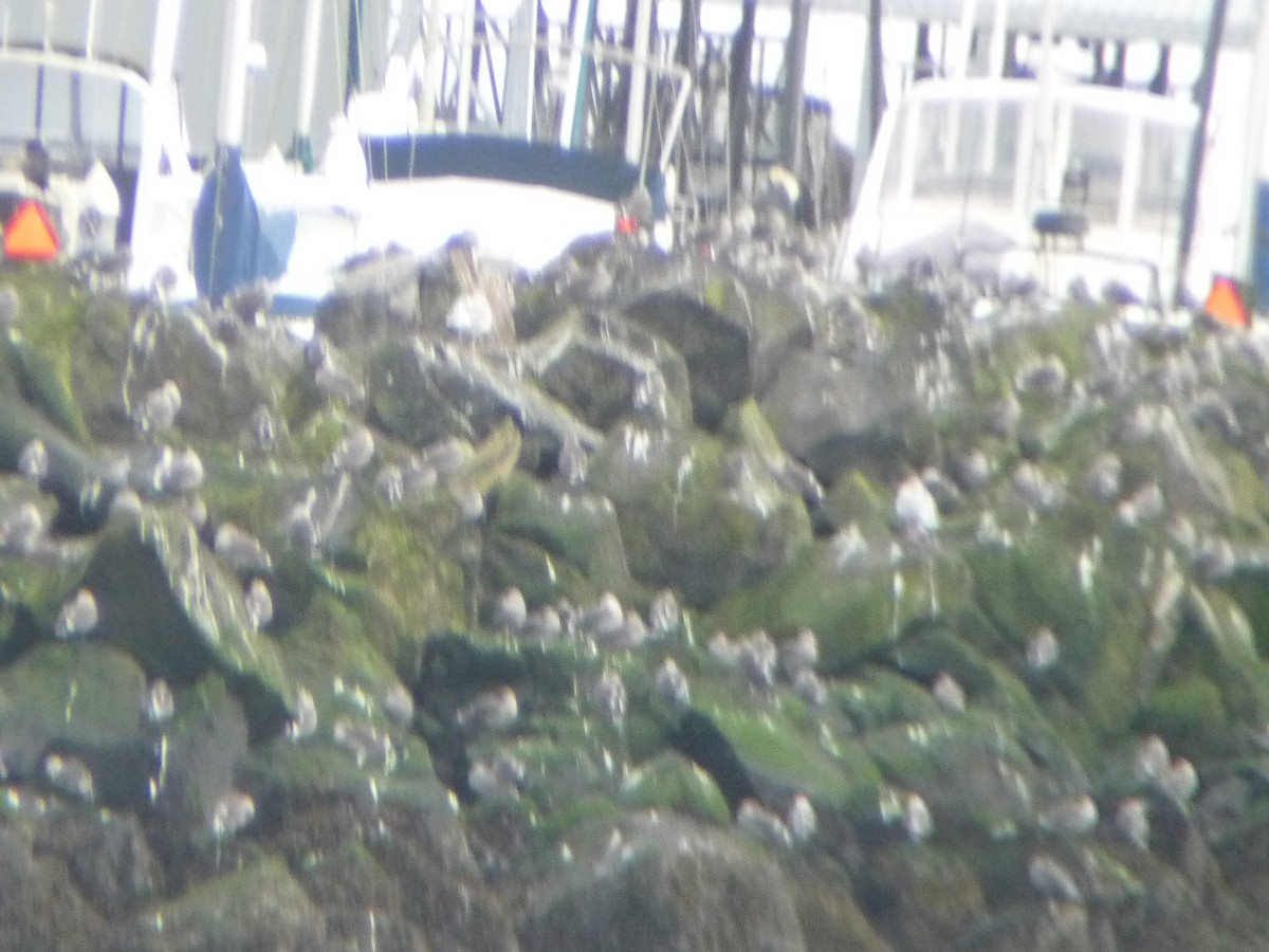 Short-billed Gull - ML645686300