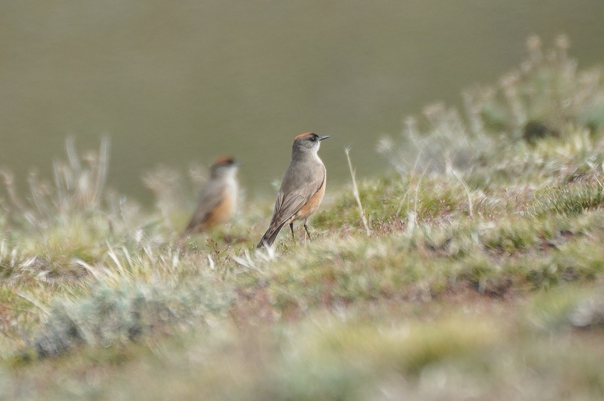 Dormilon à ventre roux - ML645686302