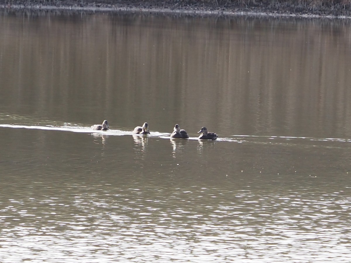 Ahate iluna - ML645686304