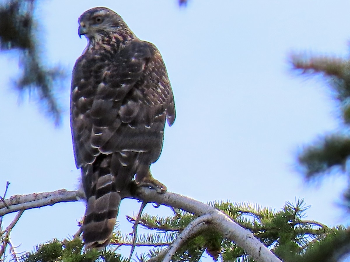 American Goshawk - ML645686306
