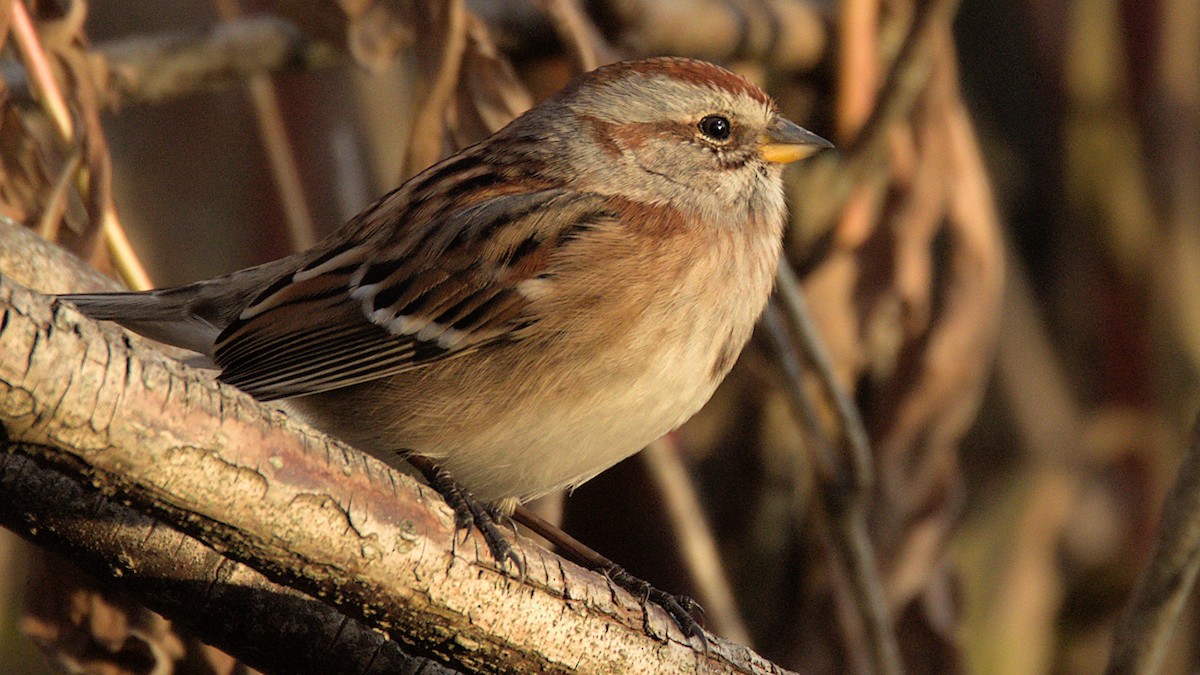 Пасовник північний - ML645686307