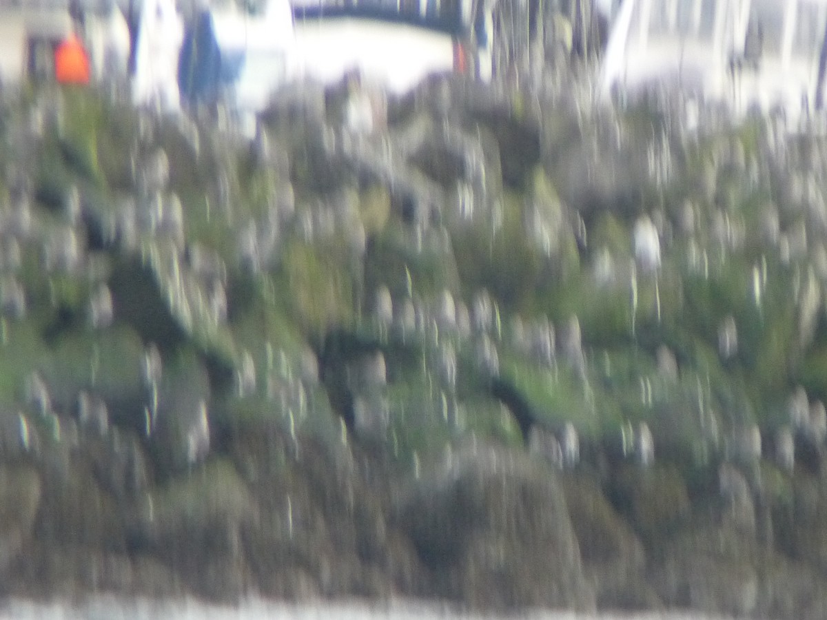 Short-billed Gull - ML645686308