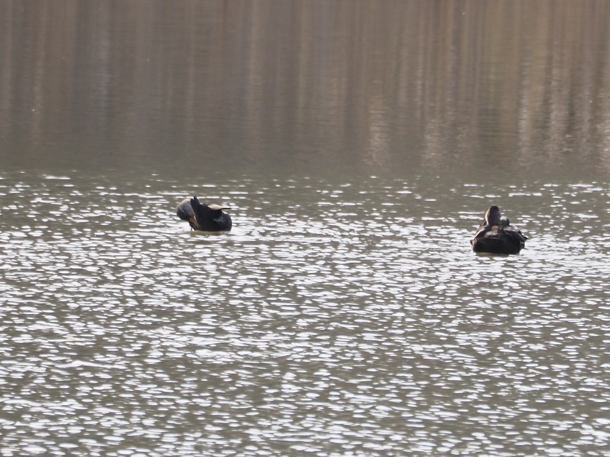 Ahate iluna - ML645686309