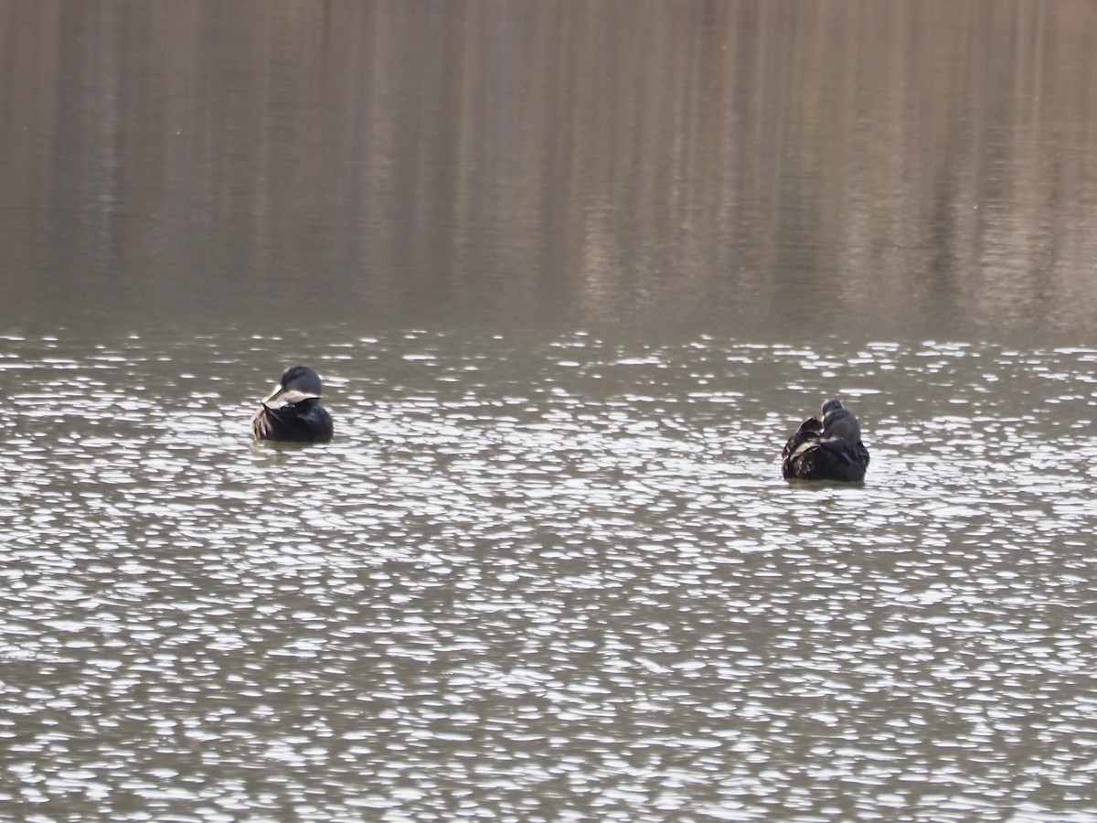 Ahate iluna - ML645686310