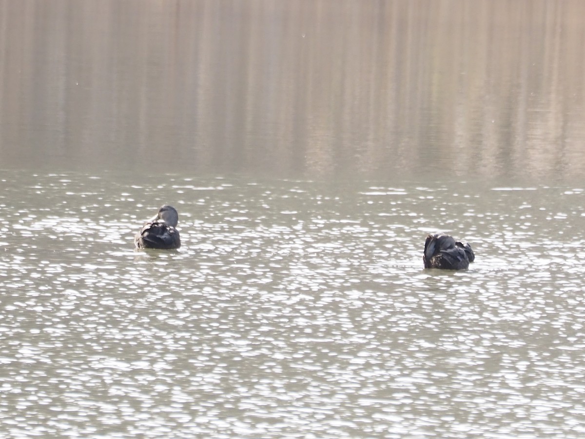 Ahate iluna - ML645686311