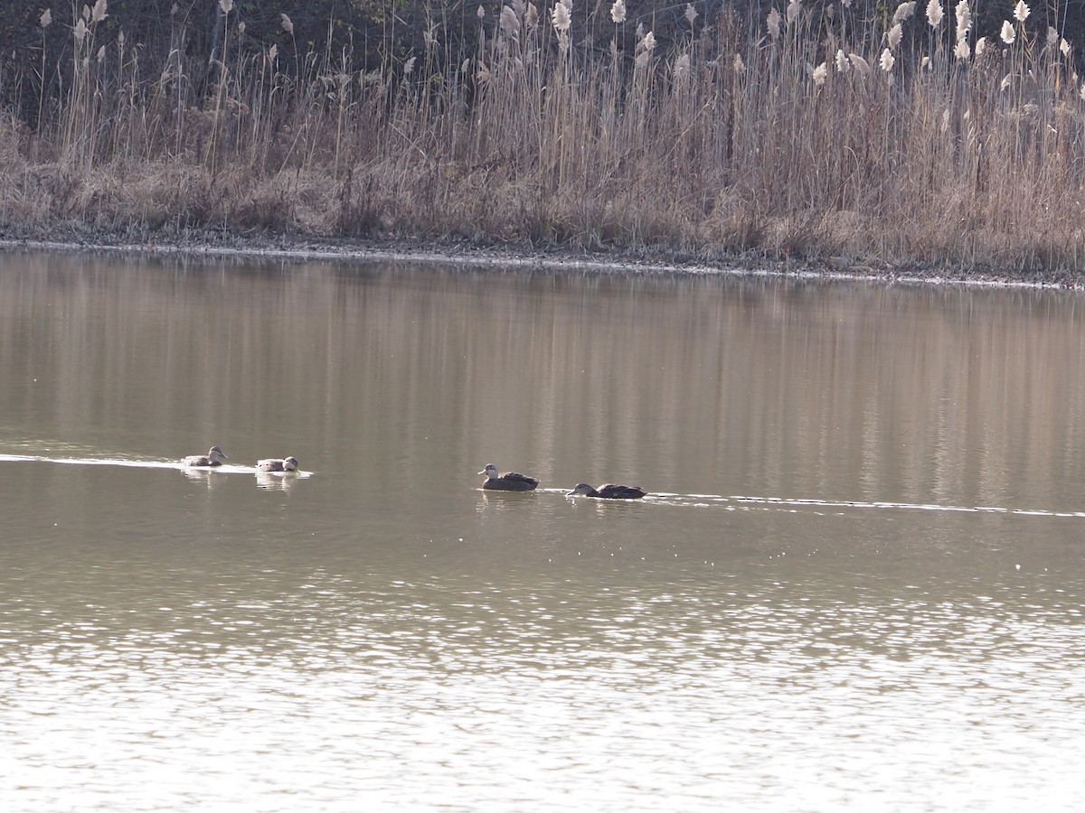 Ahate iluna - ML645686312