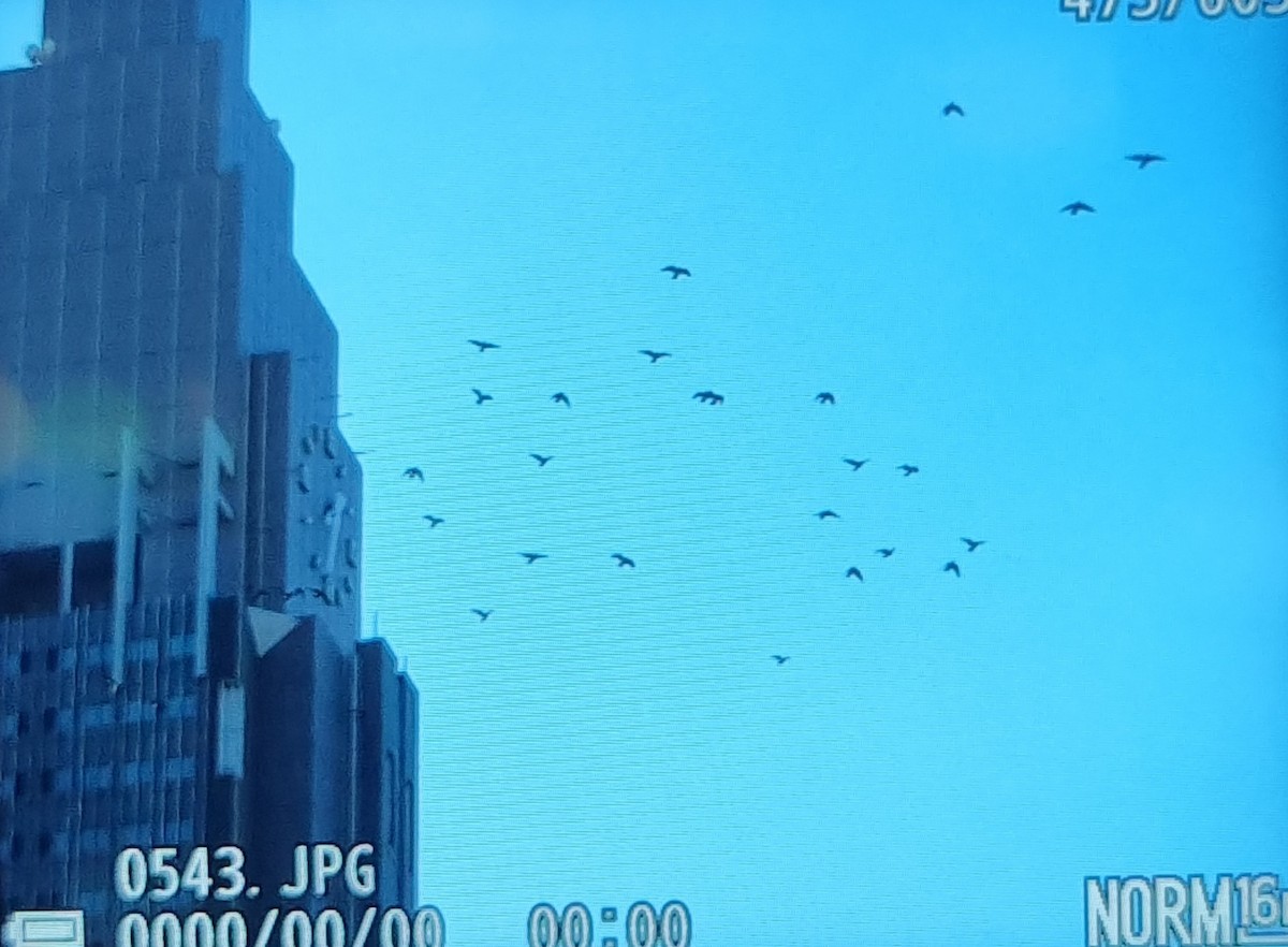 Голуб сизий (міський) - ML645686314