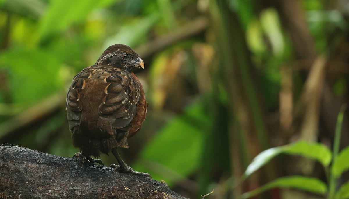 Rufous-breasted Wood-Quail - ML645686315