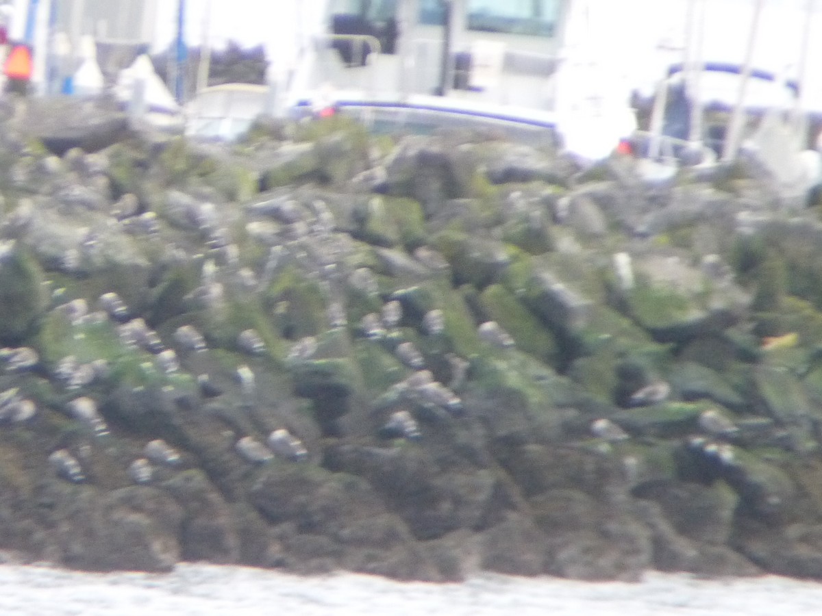 Short-billed Gull - ML645686316