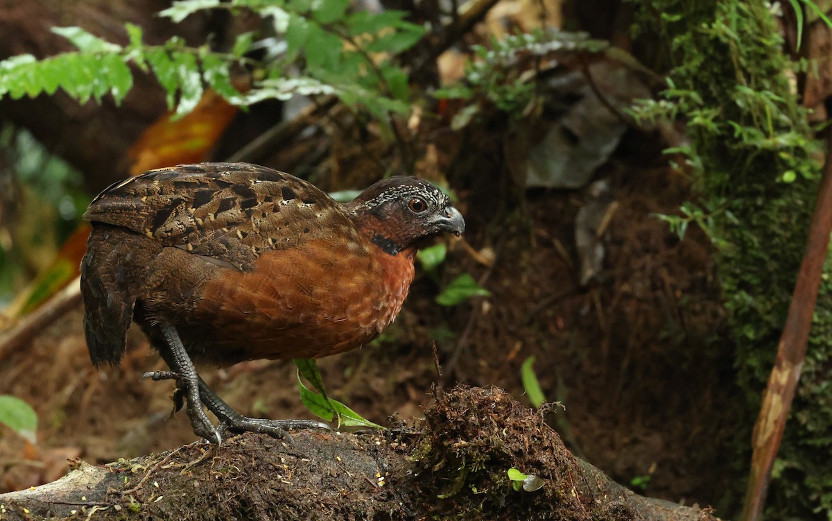 Rufous-breasted Wood-Quail - ML645686318