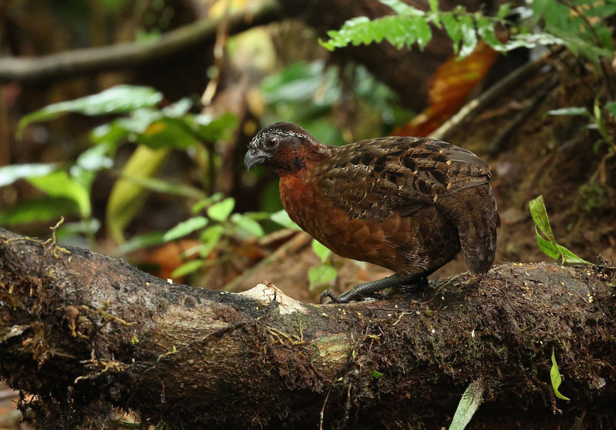 Rufous-breasted Wood-Quail - ML645686319