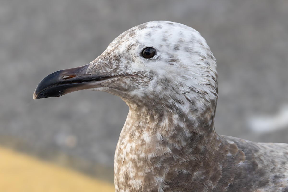 American Herring Gull - ML645686323