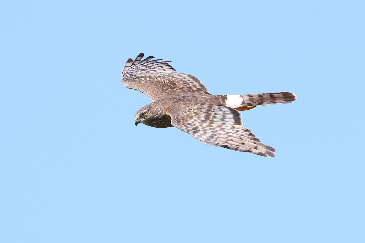 Cinereous Harrier - ML645686328