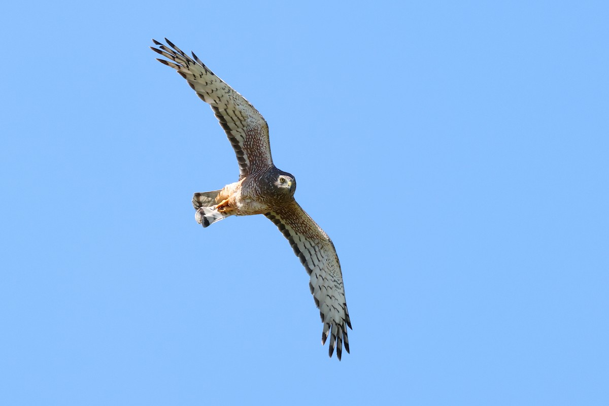 Cinereous Harrier - ML645686329