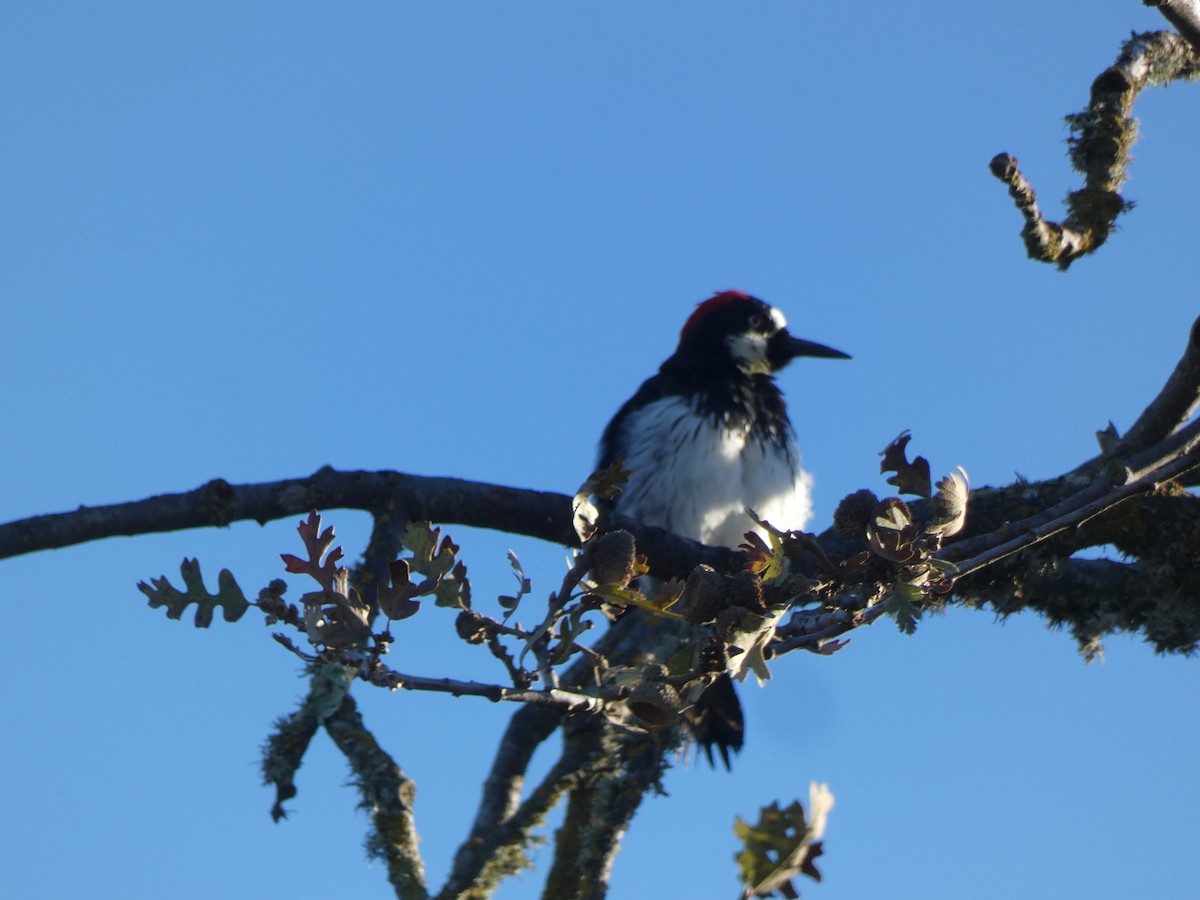Acorn Woodpecker - ML645686332