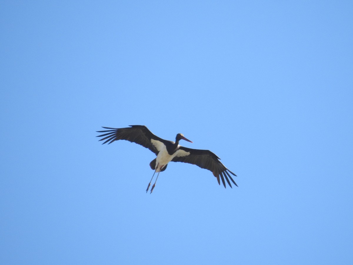 Black Stork - ML645686334