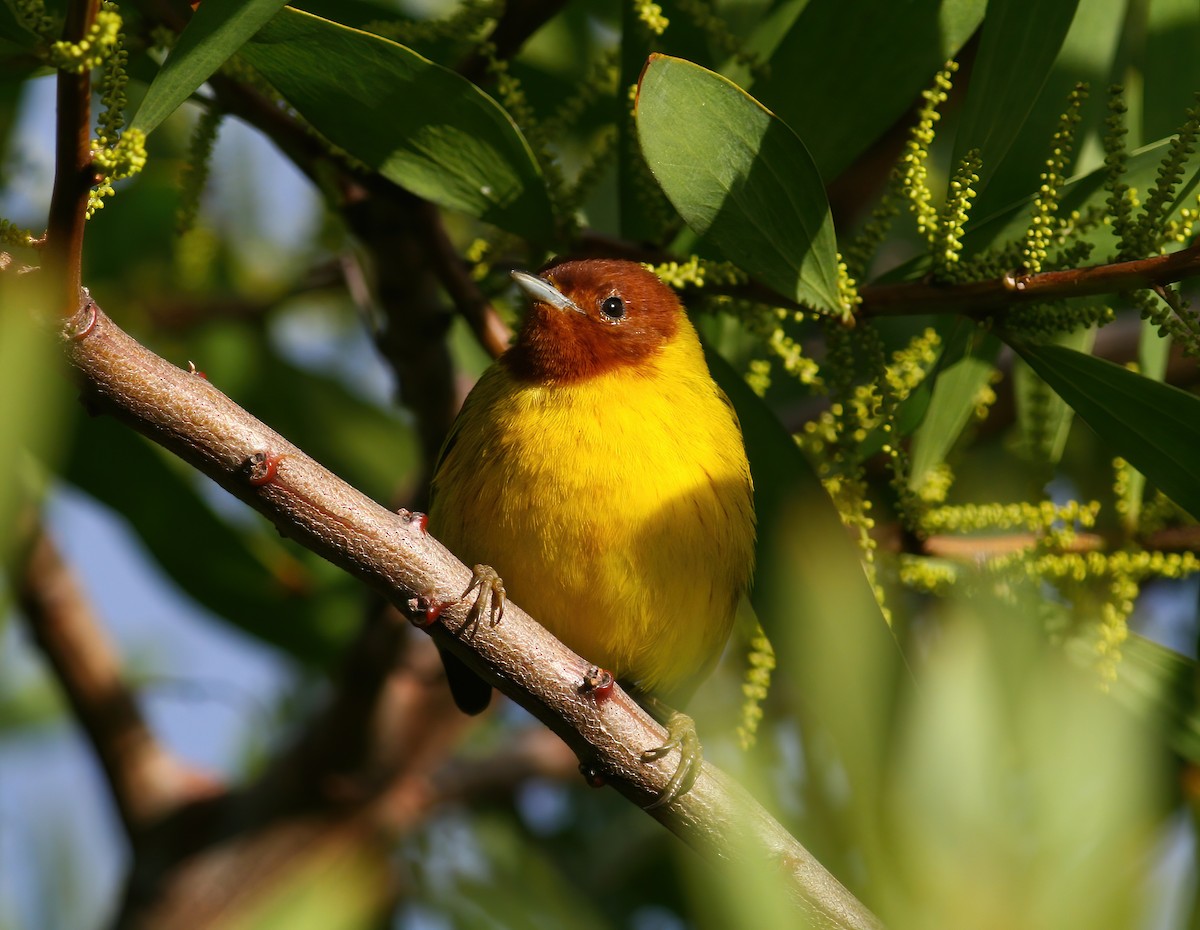 Mangrove Yellow Warbler (Mexican) - ML645686348