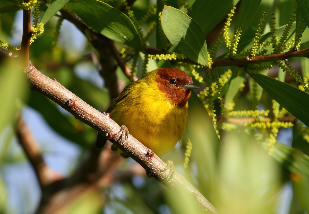 Mangrove Yellow Warbler (Mexican) - ML645686349