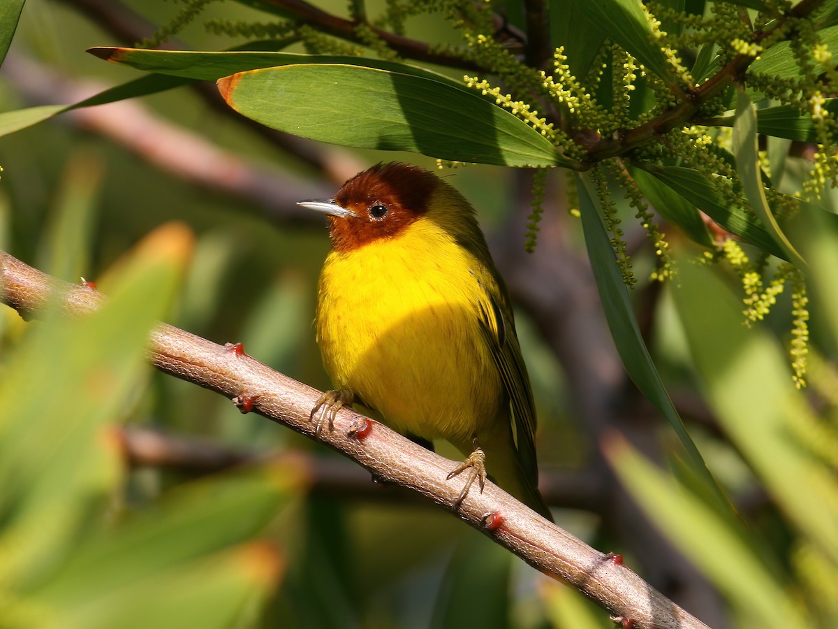 Mangrove Yellow Warbler (Mexican) - ML645686350