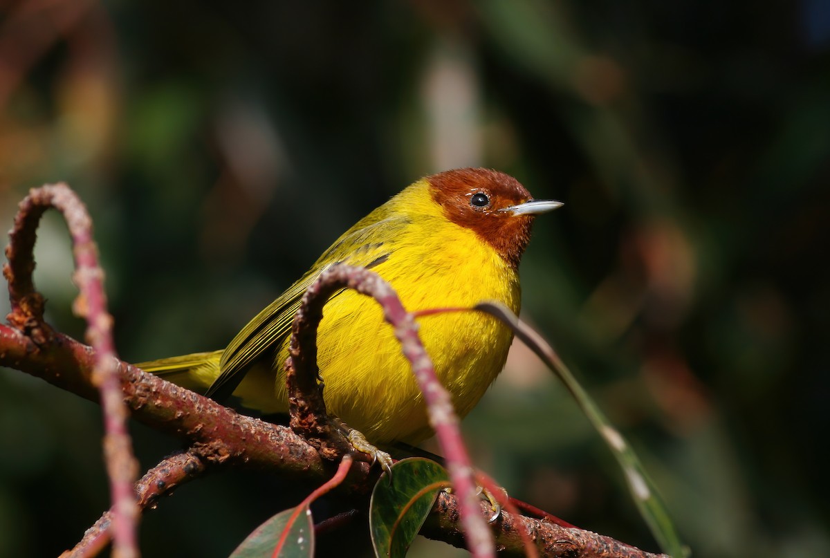 Mangrove Yellow Warbler (Mexican) - ML645686351