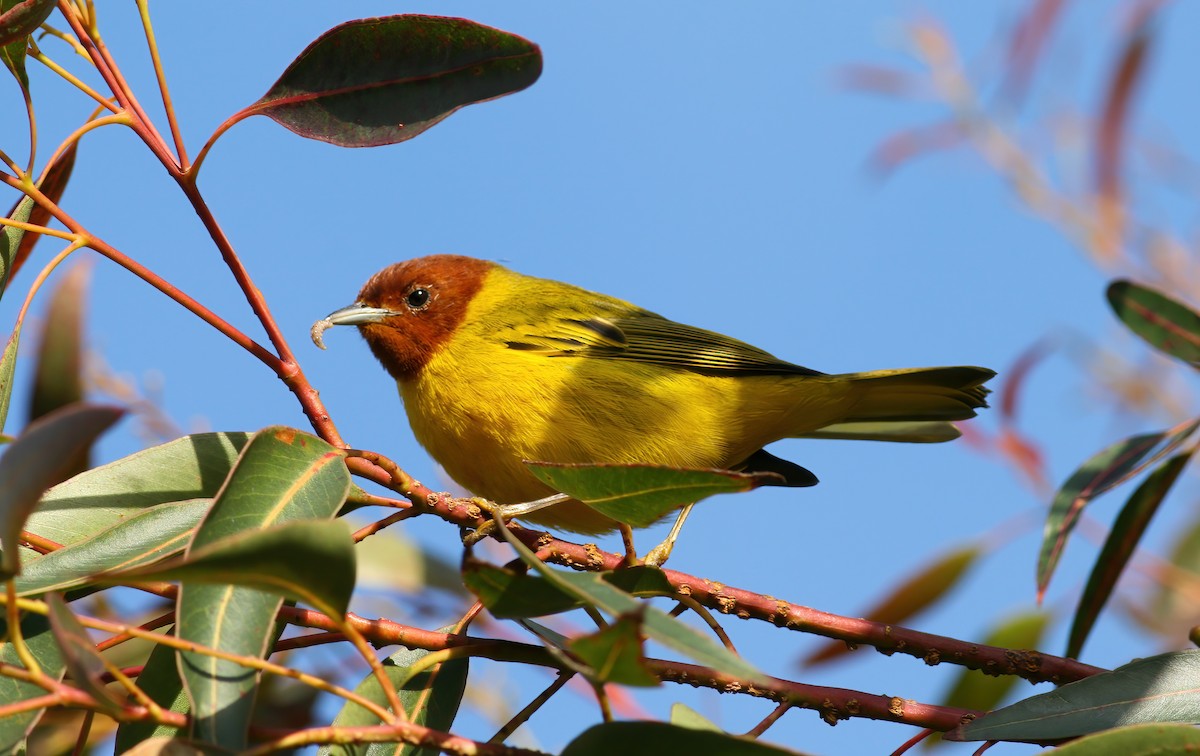 Mangrove Yellow Warbler (Mexican) - ML645686352