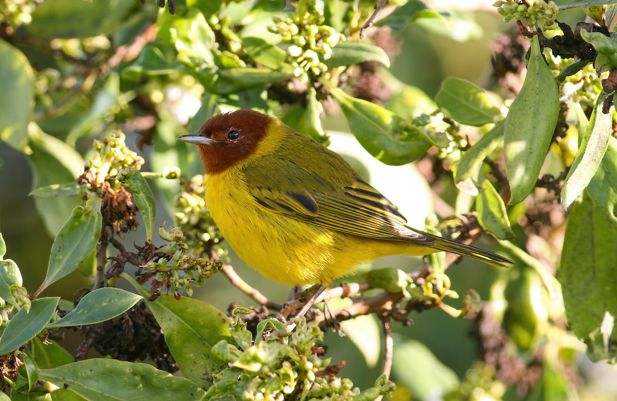 Mangrove Yellow Warbler (Mexican) - ML645686353