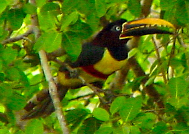 arassari hnědouchý - ML645686357