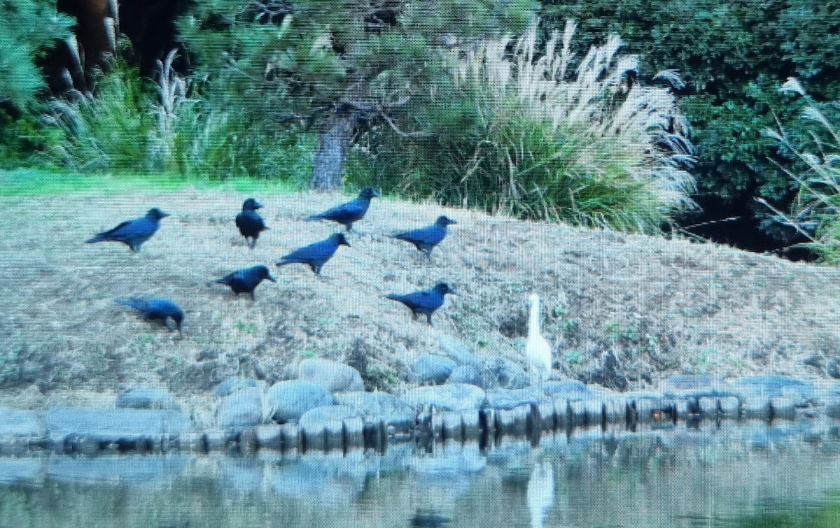 Ворона великодзьоба - ML645686366