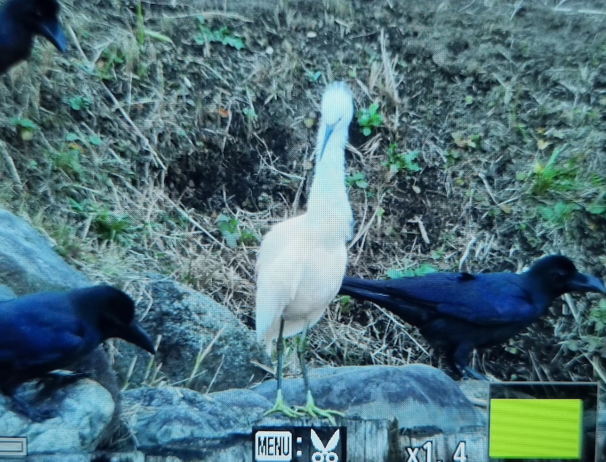 Ворона великодзьоба - ML645686367