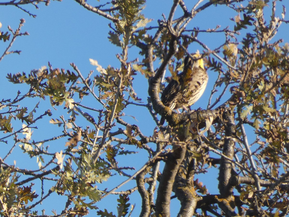 Western Meadowlark - ML645686369