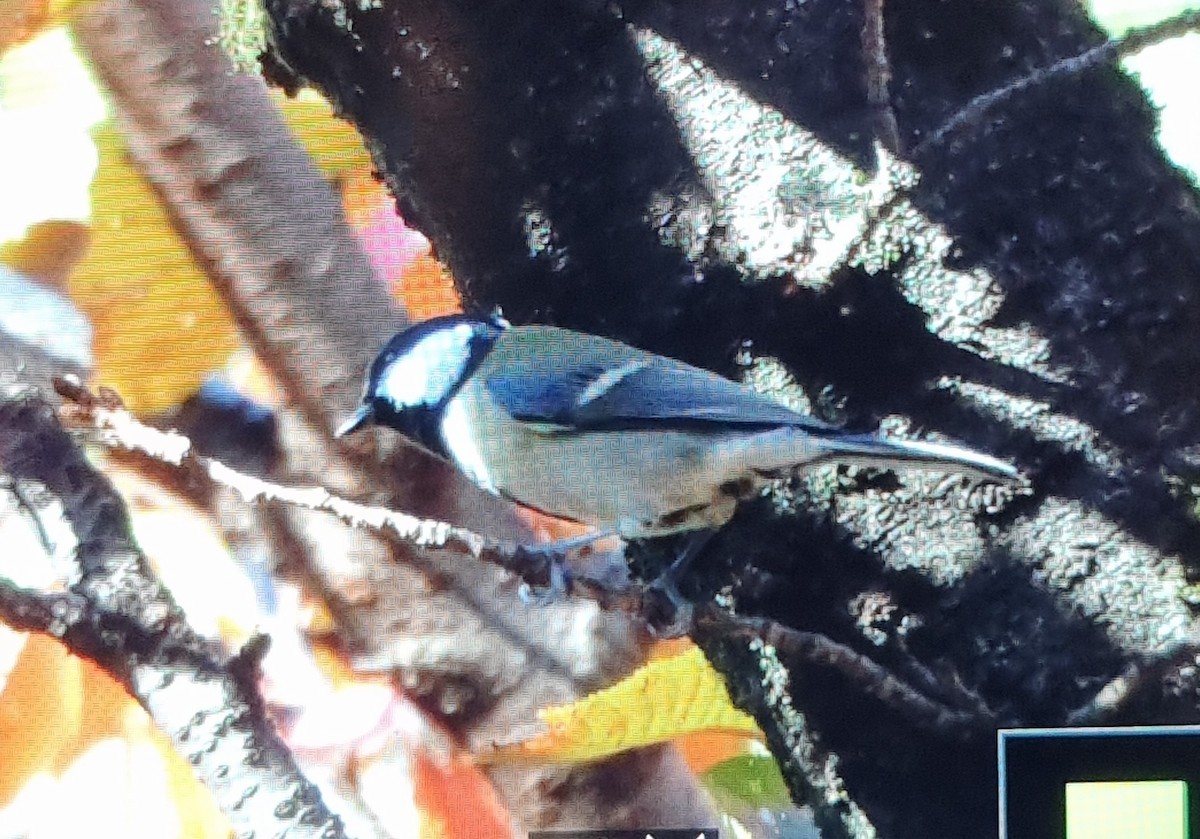 Asian Tit - ML645686374