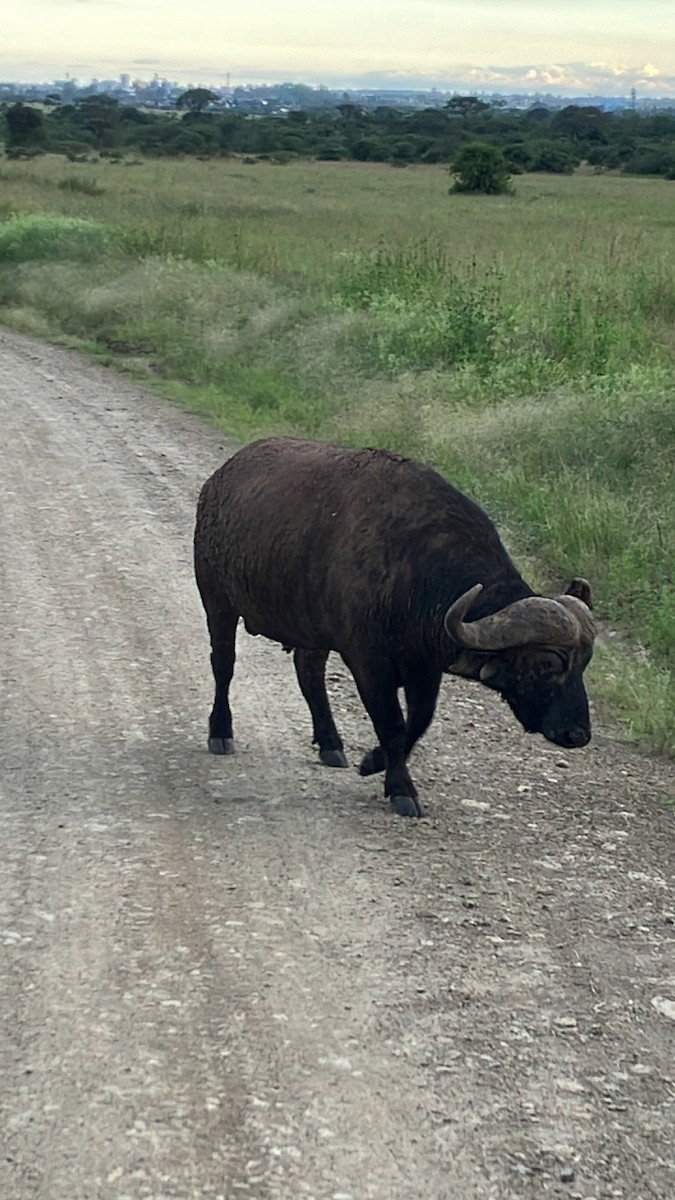 Animals - ML645686383