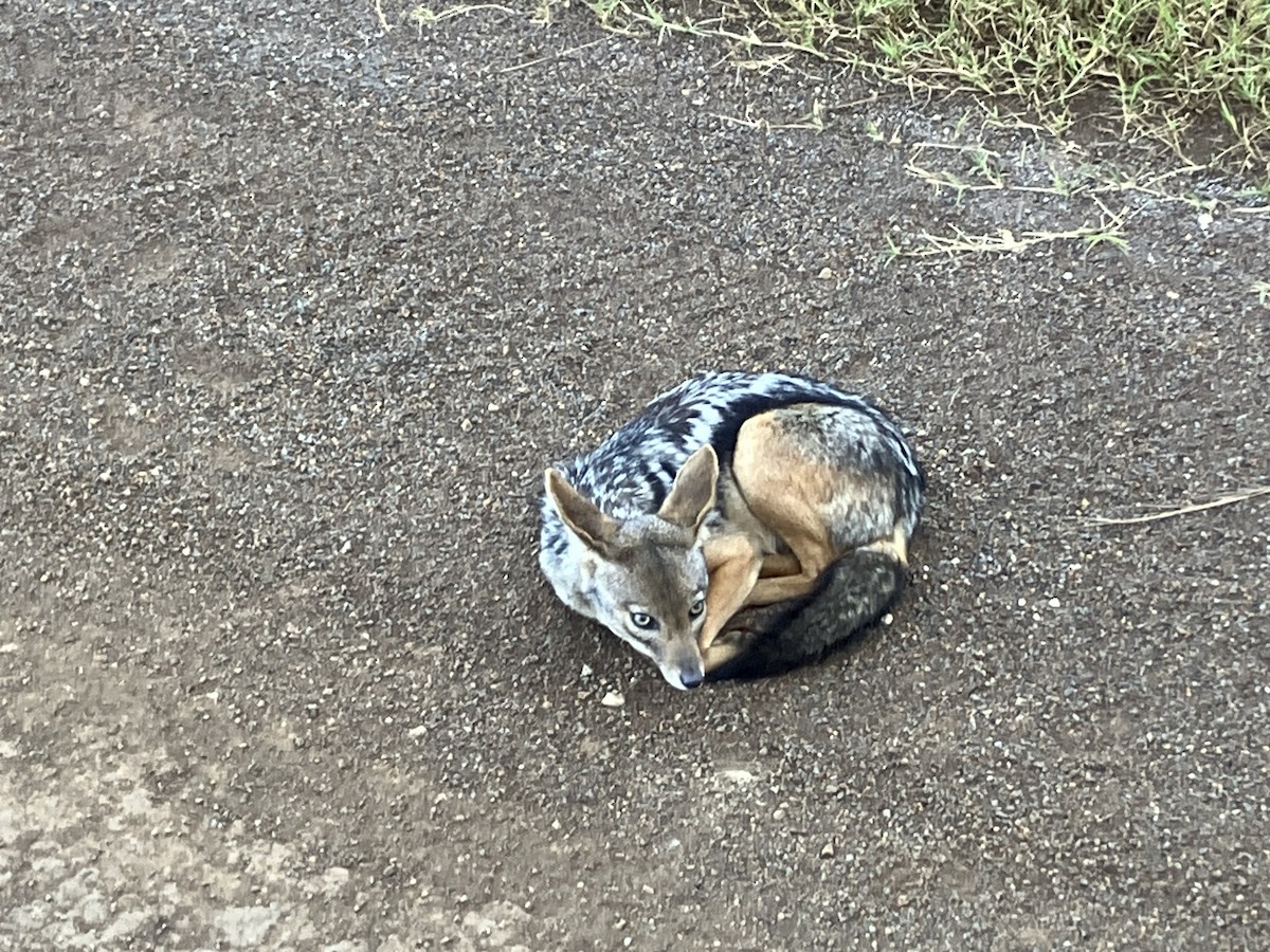 Mammals - ML645686384