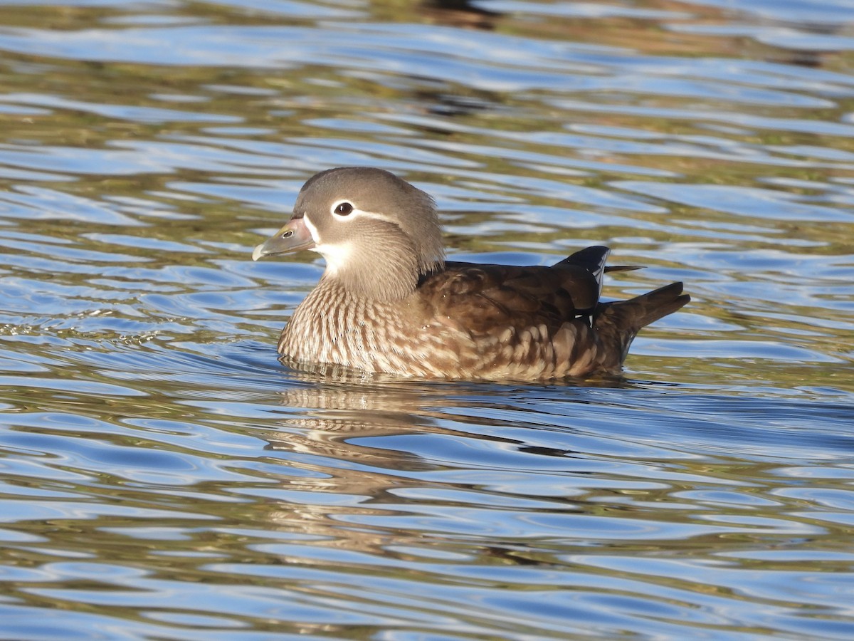 Mandarin Ördeği - ML645686400