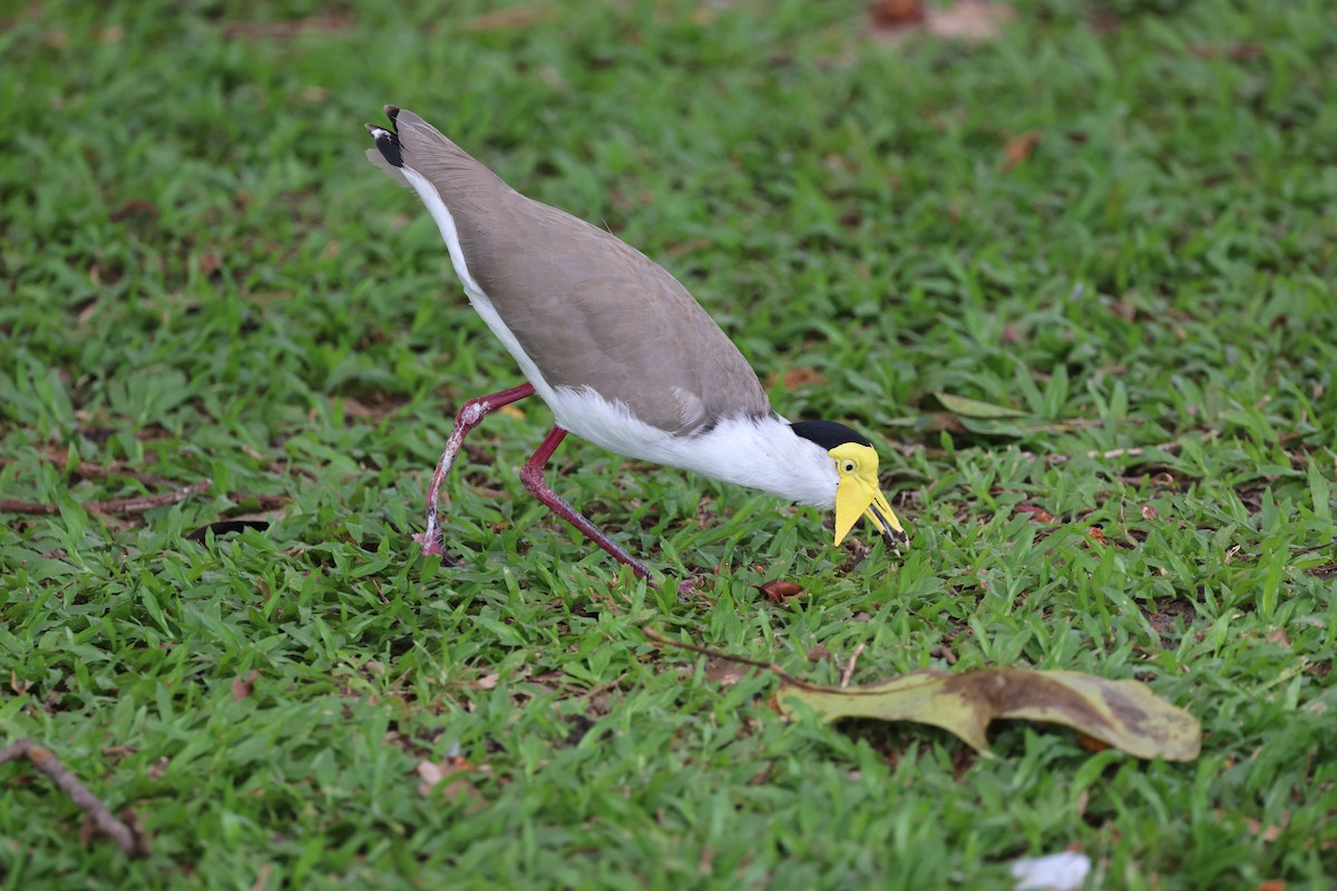 Masked Lapwing - ML645686408