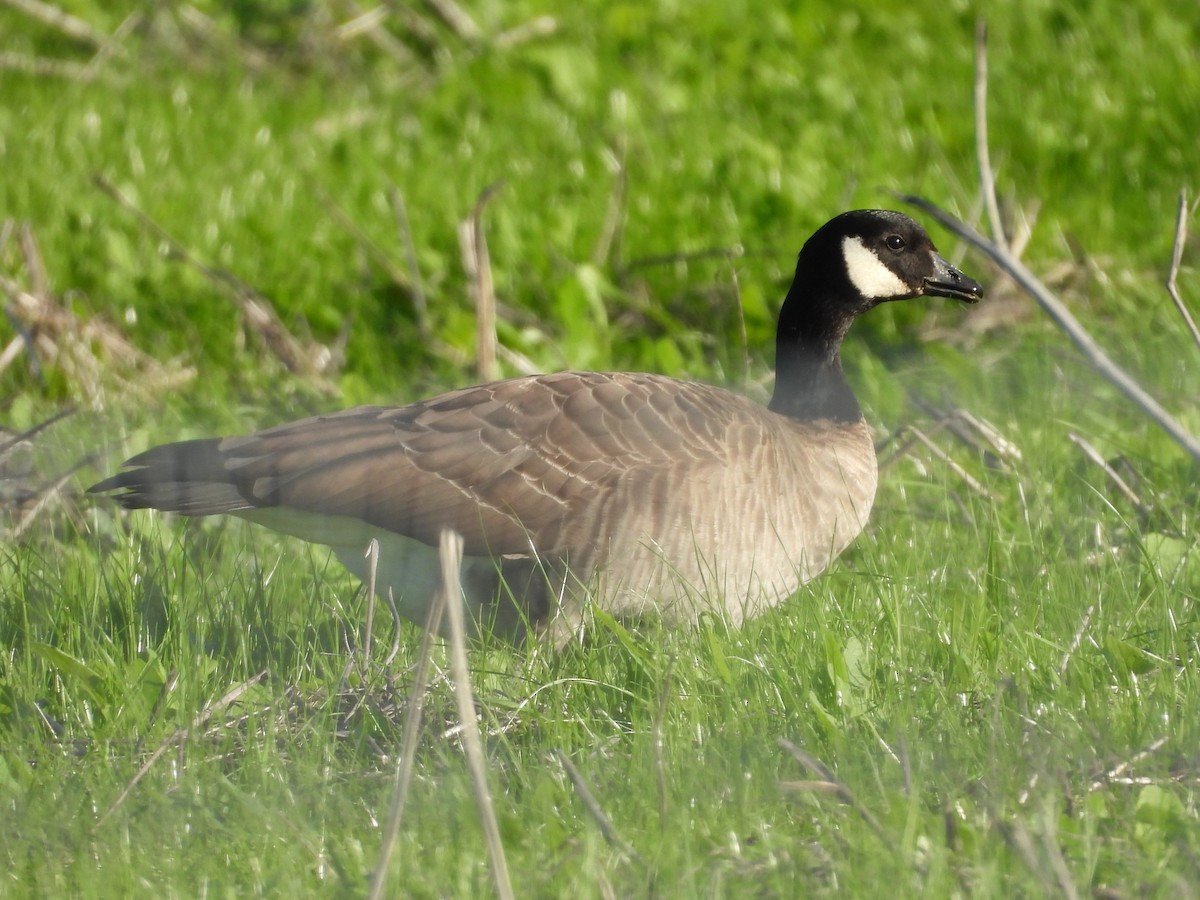 小加拿大雁 - ML645686412