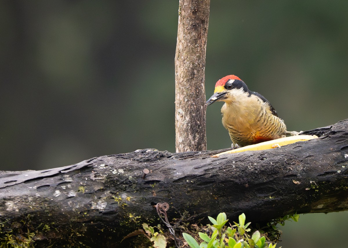 Black-cheeked Woodpecker - ML645686420