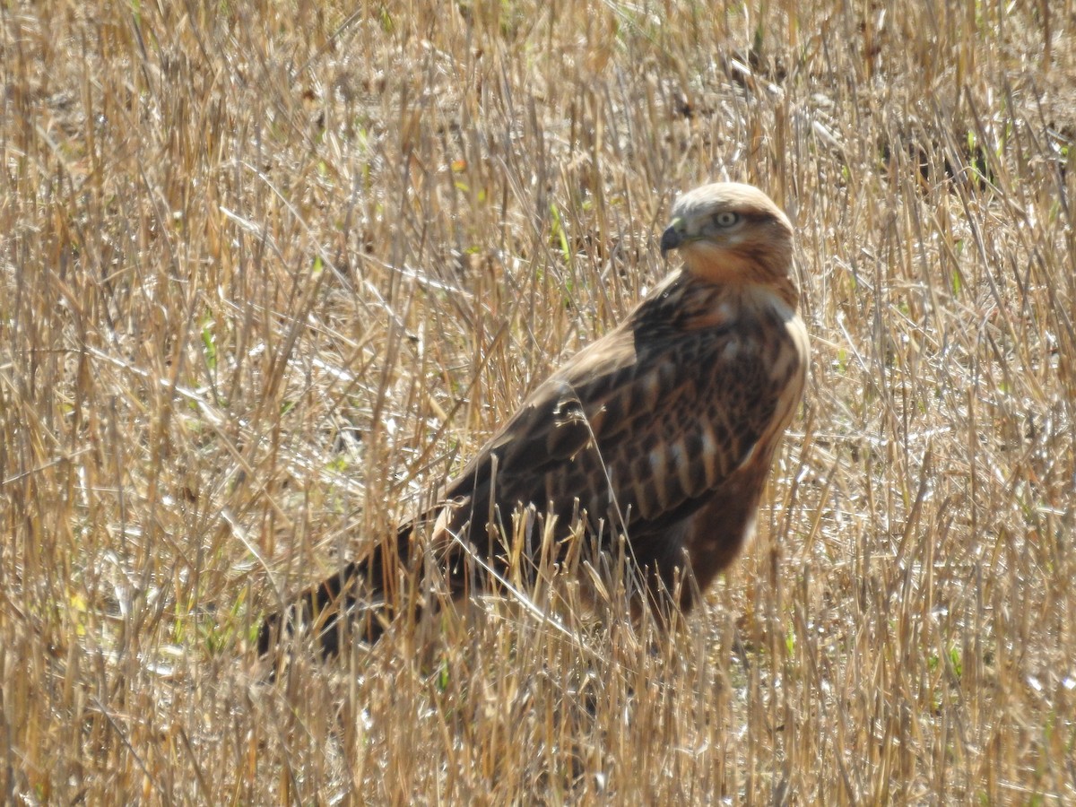 ニシオオノスリ - ML645686430